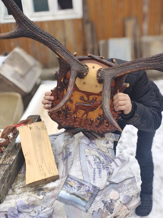 Vând coarne de cerb carpatin și cocos de munte