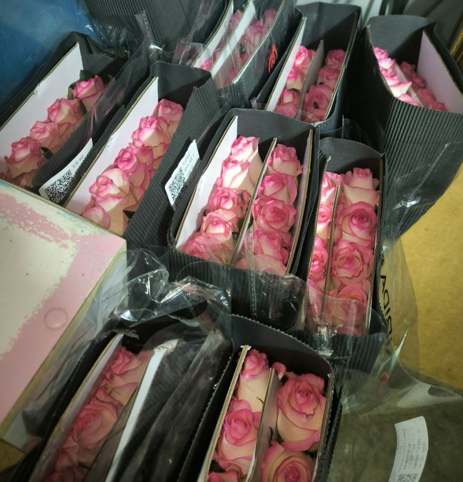 Продам Розы.На 8марта