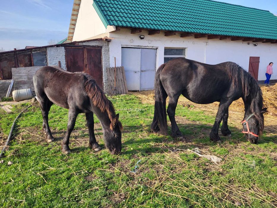 Vand o iapa friz si o manaza