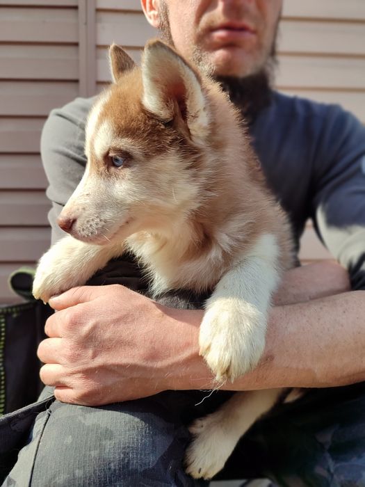 Щенки сибирский хаски