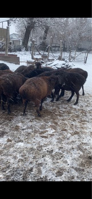 Продам жирных баран