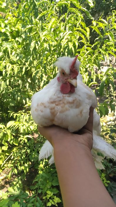 Hayajonlangan mushukning porno suratlari