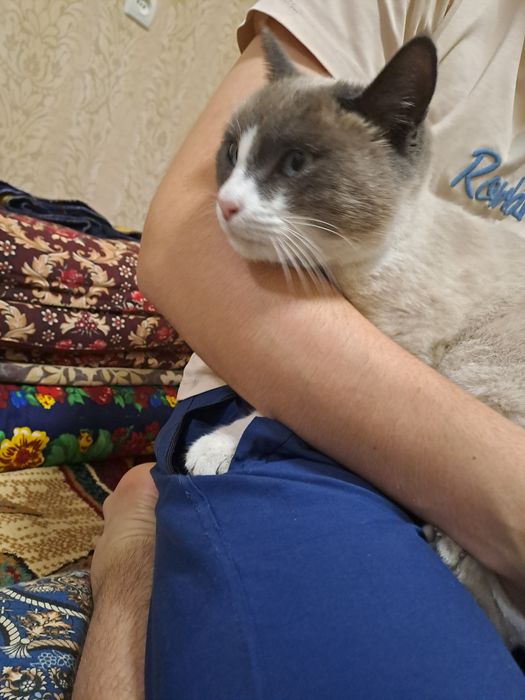 Mushuk zotli sotiladi