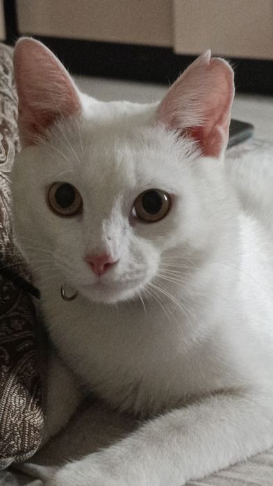 Кот 8 месяцев Домашний,