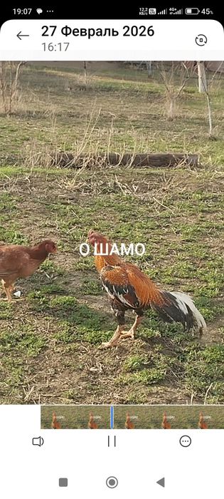 Сатлады сатлады.