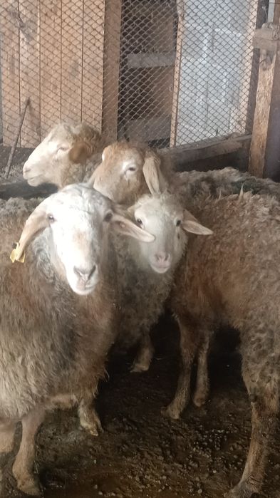 Продам баран уштобе