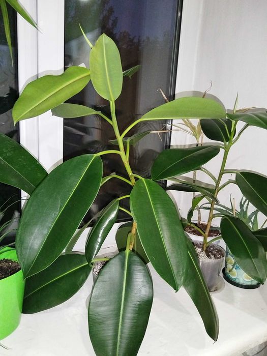 Комнатные растения