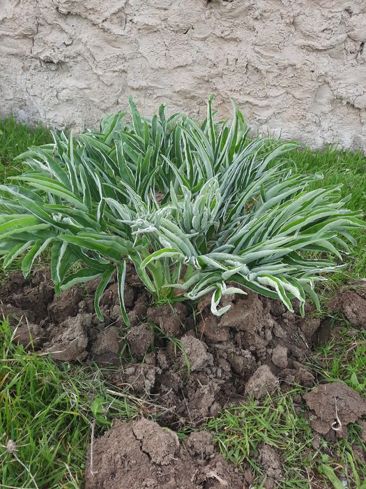 Loyiham buyicha tajribaga egaman ishga garantiya