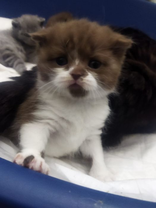 Котята Селкирк Рекс