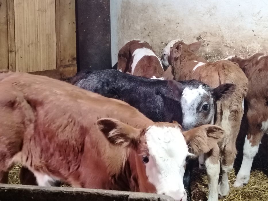 Taurasi baltati și belgieni