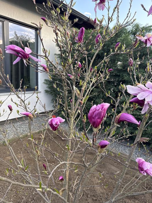 Magnolie roz 2m inaltime