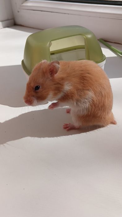 Сирийский хомяк мальчик