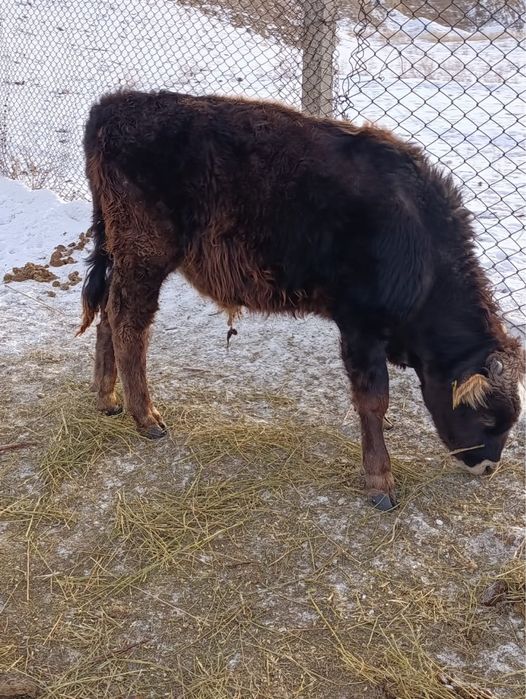 Продам бычков 11 голов в наличии