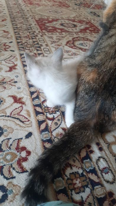 Продаеться котенок