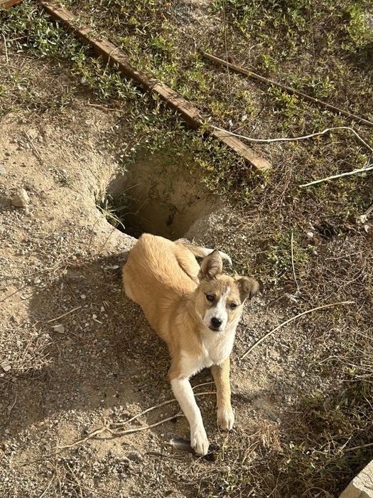 Отдаю в добрые руки