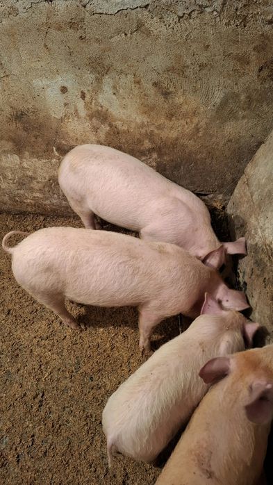 Прасета прасенца