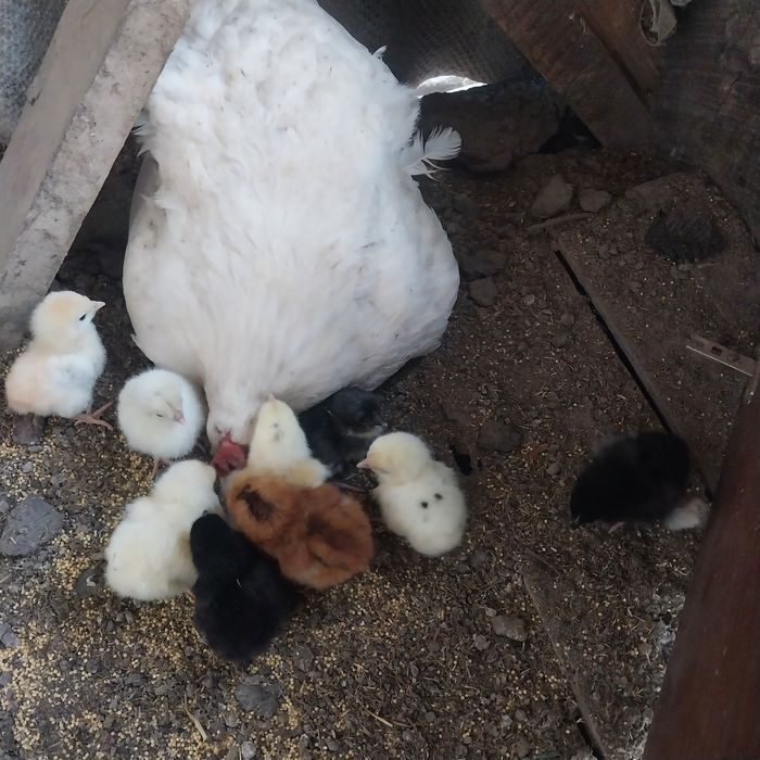 Продам Квочек с цыплятами.