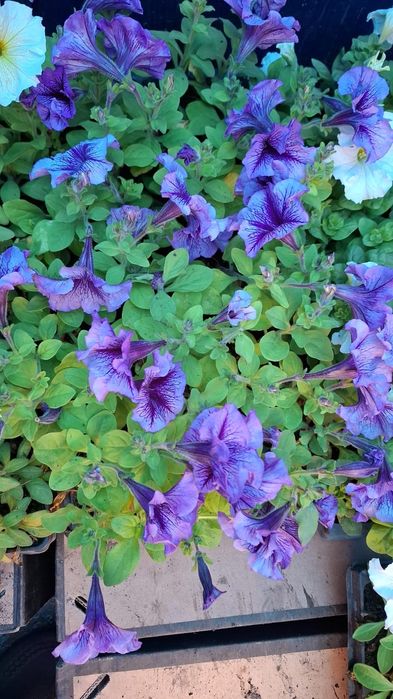 Продам оптом и в розницу петунью