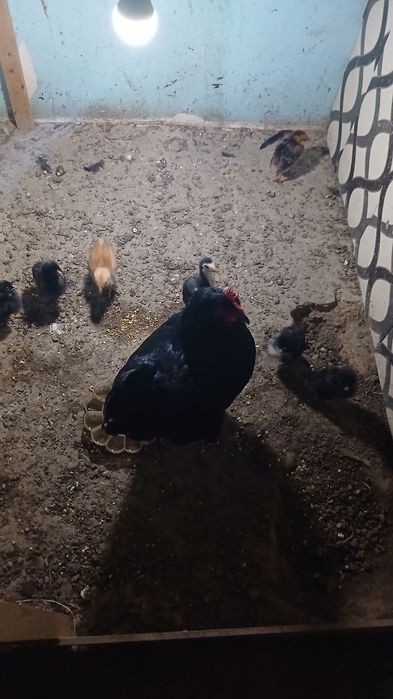 Yapon tovuq xoroz sotiladi