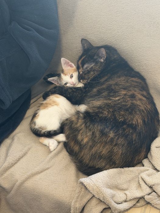 Pisicuta de adoptie(2-3 luni)