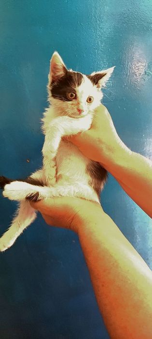 Продаются котята