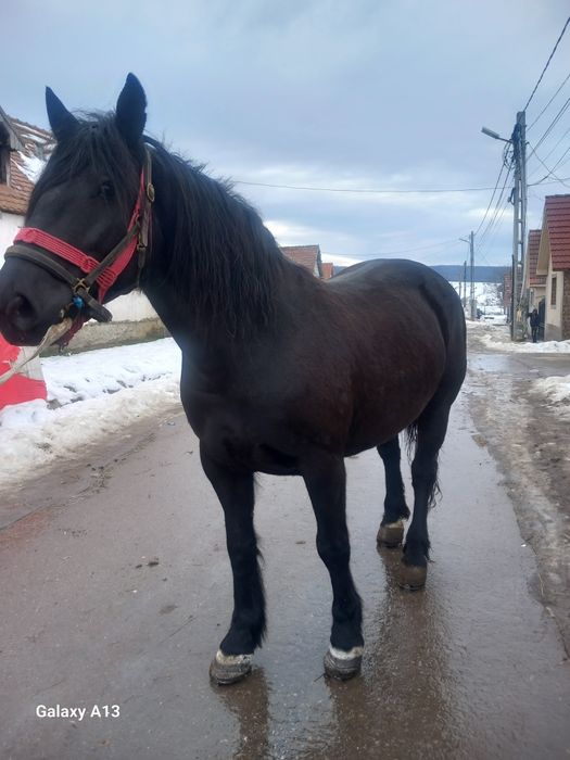 De vânzare iapa de 7 ani sau scinb  iapa este montată de 7 luni
