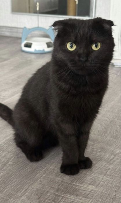 Ayolning anusidagi eng katta narsalar