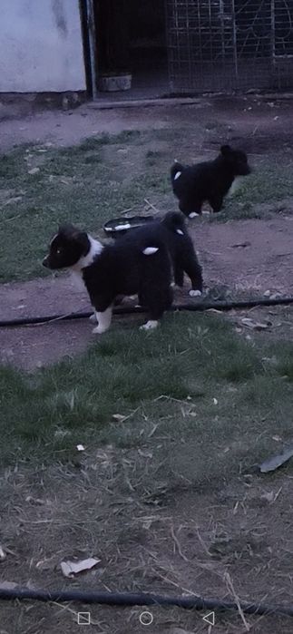 Продам щенков лайки