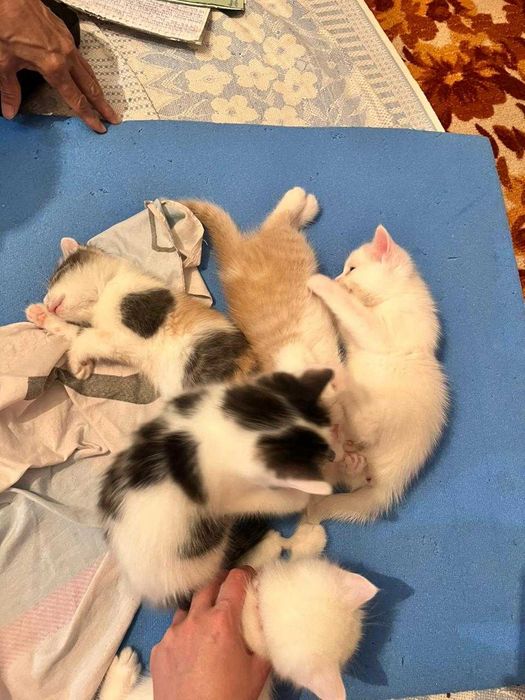 Отдам котят в добрые руки