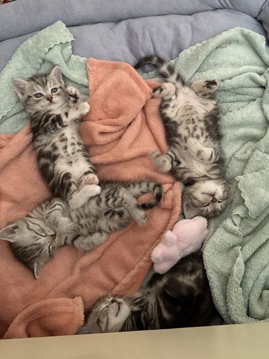 Котята в добрые руки