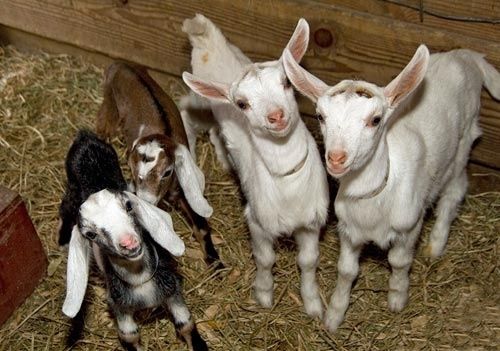 Iezi  din capre  de 4 litrii