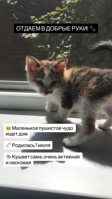 Отдам котенка в добрые руки