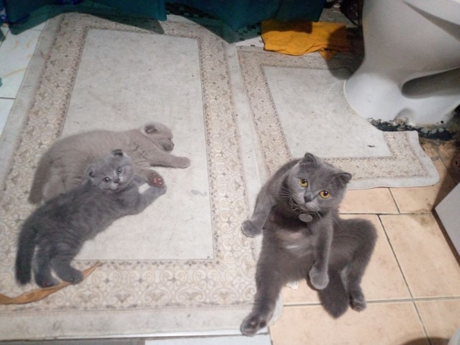Котята вислоухий шотландский