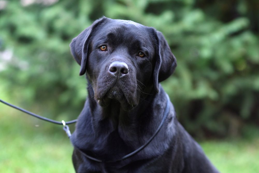 Лабрадор ретривер