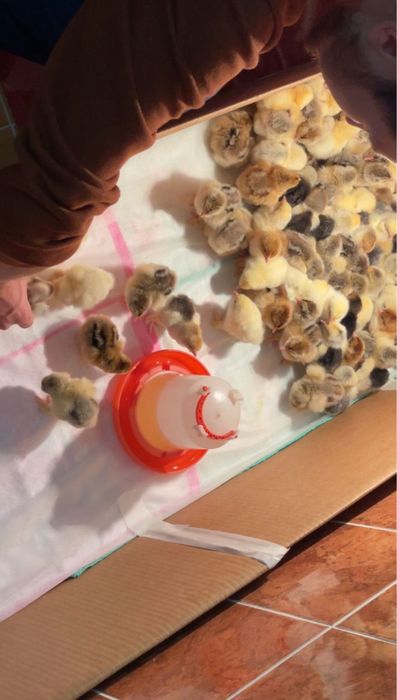 Инкубационные яйца Брама.