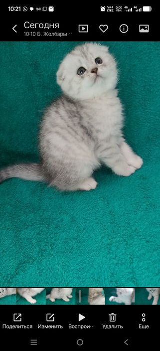 Котята шотланские