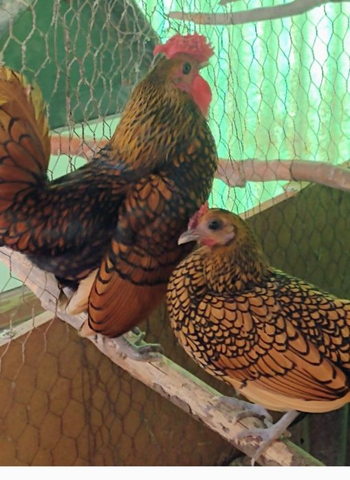 Găini sebright auriu