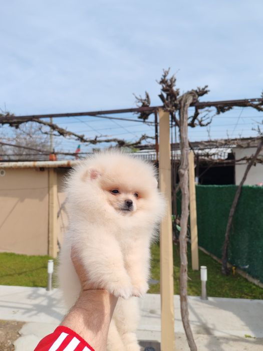 Померан мъжко на три месеца