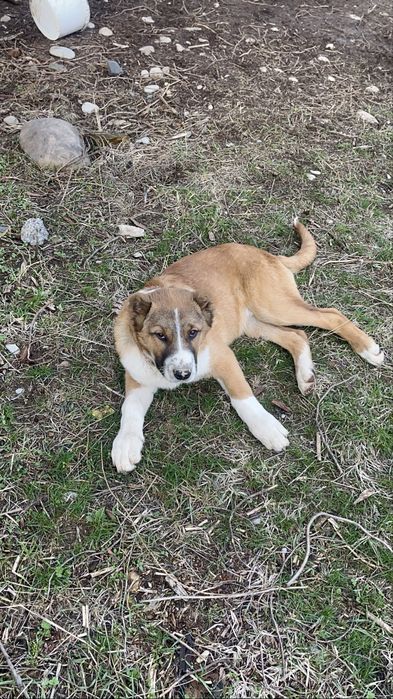 Сао кобель 3месяца