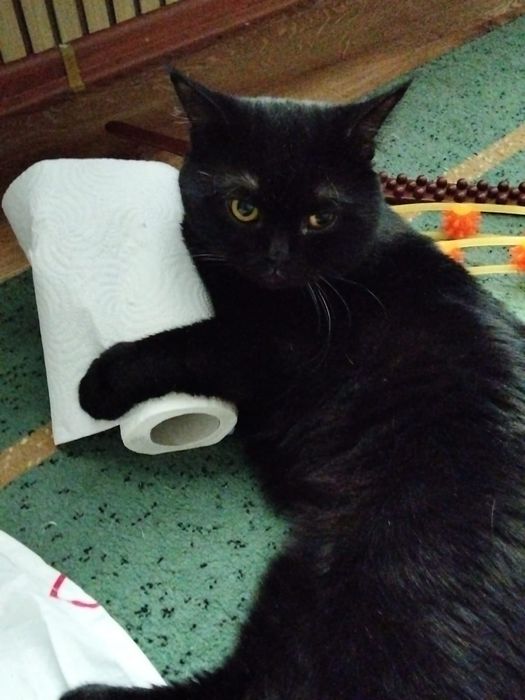 Отдам в добрые любящие руки