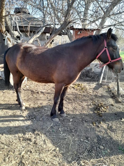 Пародам кабылу очень хорошая