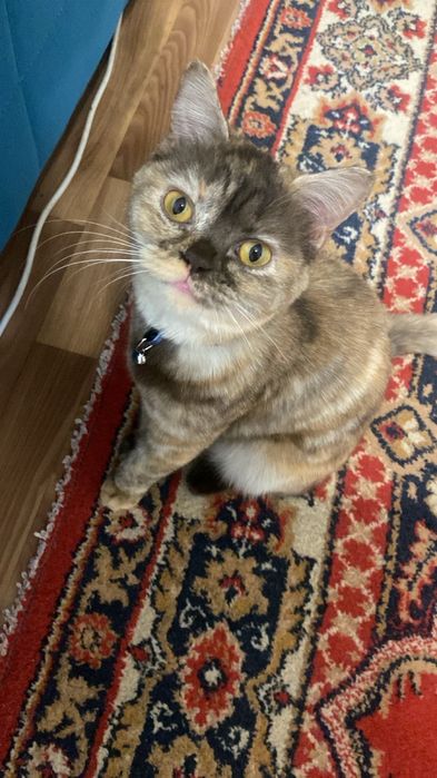 Отдаю в добрые руки