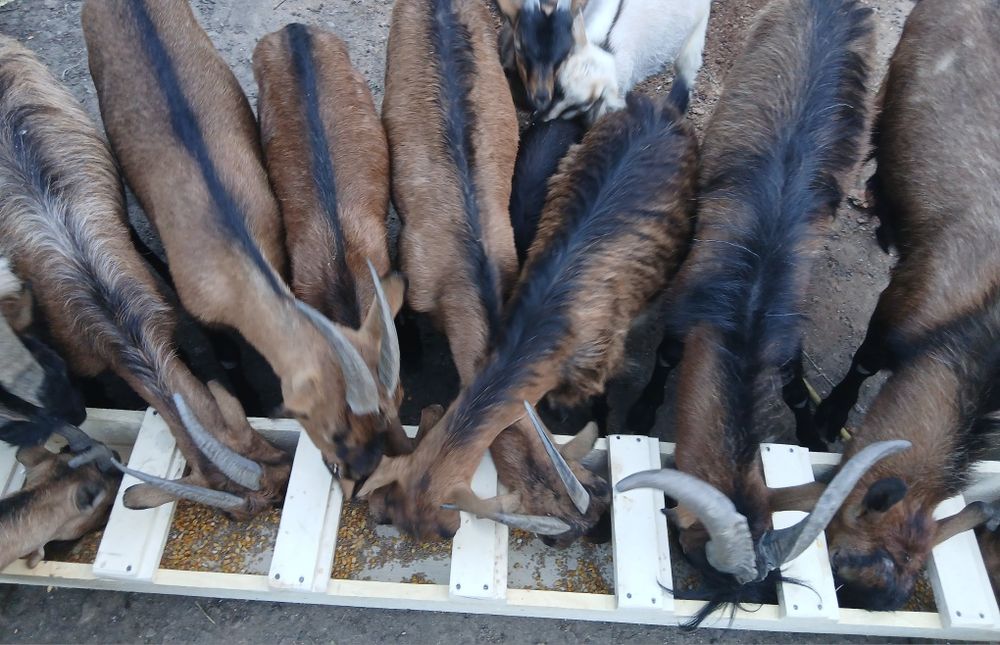 De vâzare capre rasă Alpină Franceză Lacrita Mare • OLX.ro