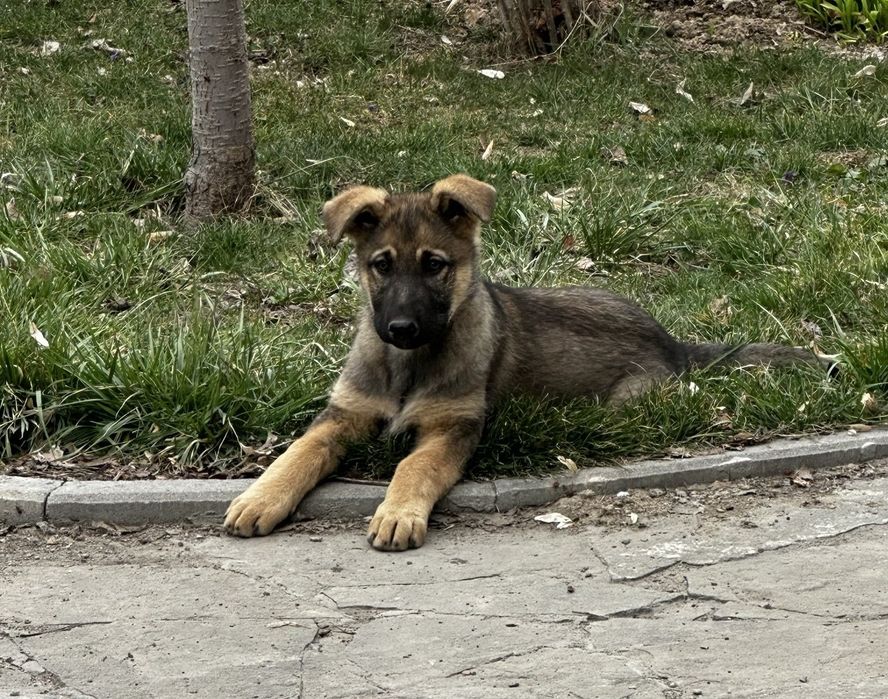 Продажа щенков ВЕО