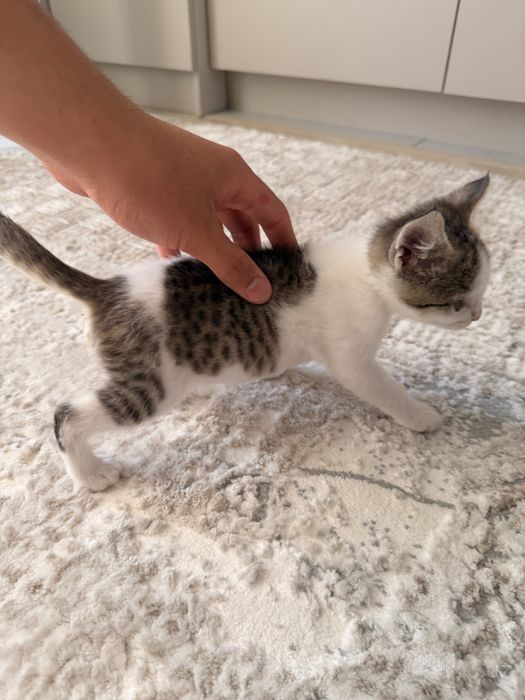 Котенок бесплатно только в хорошие руки
