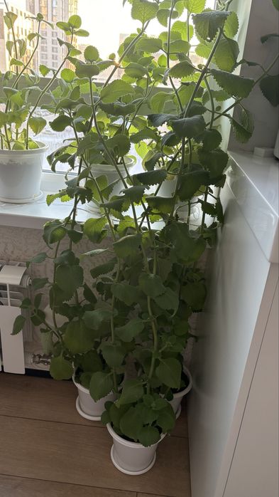 Продам домашнюю мяту 1,5 метров