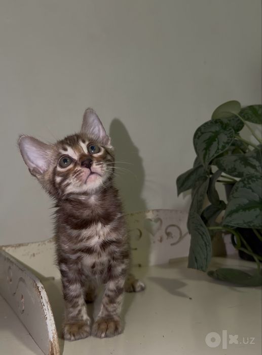 Снежные бенгальские котята