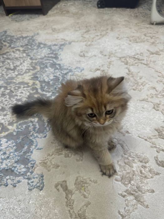 Британская шиншилла