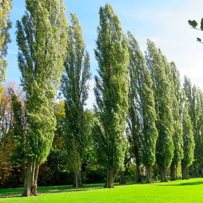 Тополь пирамидальный оптом и в розницу