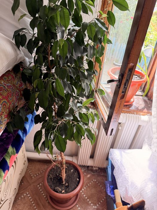 Продам цветы фикус